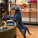 Grand chien bleu