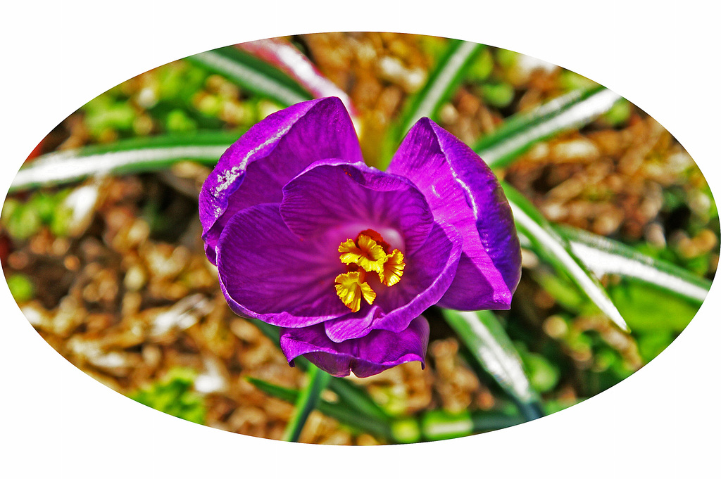 Crocus Flower