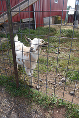 A friendly Goat