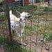 A friendly Goat