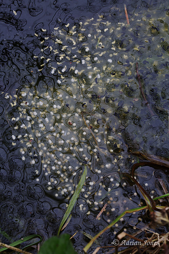 Albino Frogspawn