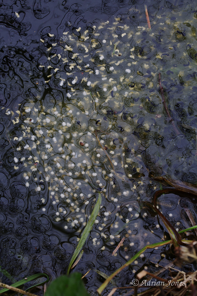 Albino Frogspawn