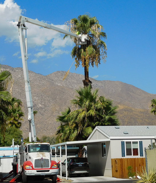 Palm Springs tree trimmers (# 0710)