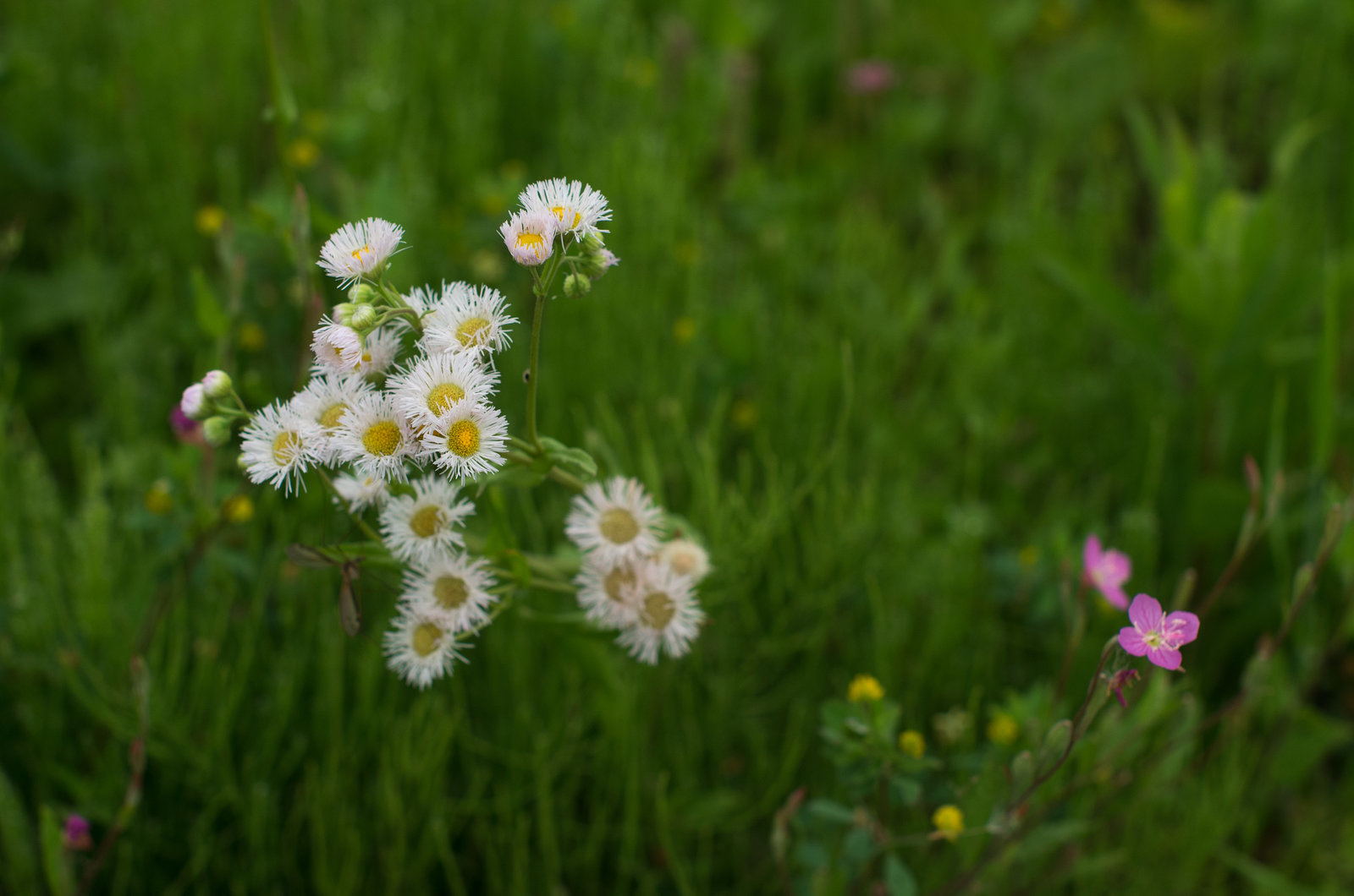 Fleabane and primrose