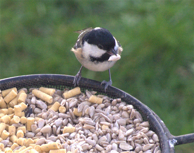 Coal Tit