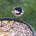 Coal Tit