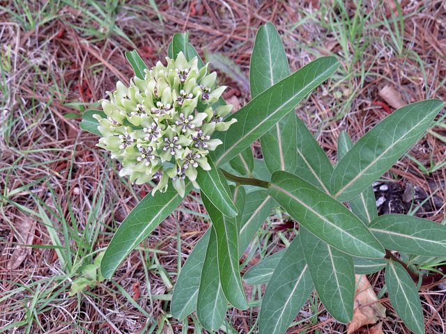 Milkweed