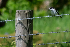 Pied Flycatcher Male-2