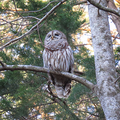 Barred owl