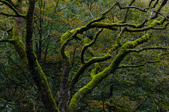 Mossy Tree on Kinder Road