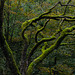 Mossy Tree on Kinder Road