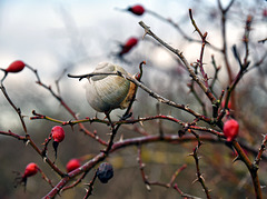 Dornenschnecken