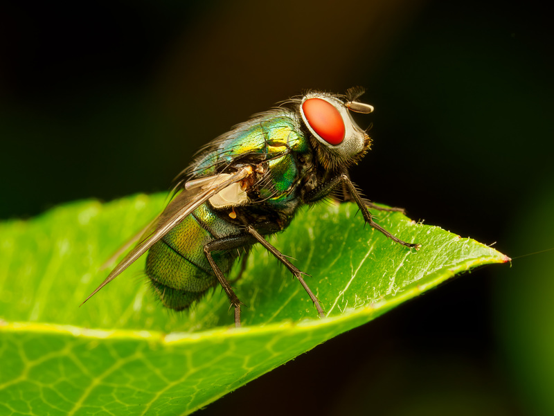 Greenbottle