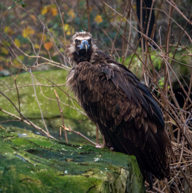 European vulture