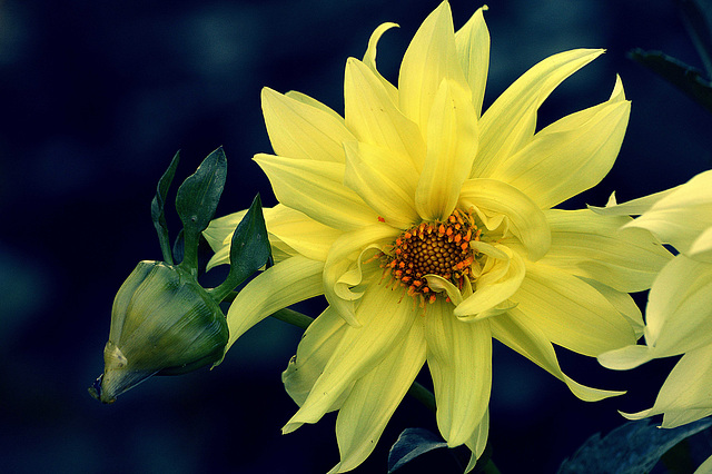 The last flower... The last flower...