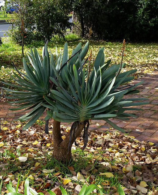 admired in a garden  Aloe plicatilis