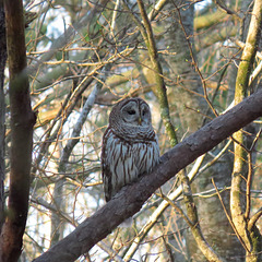 Barred owl