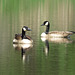 Canada geese