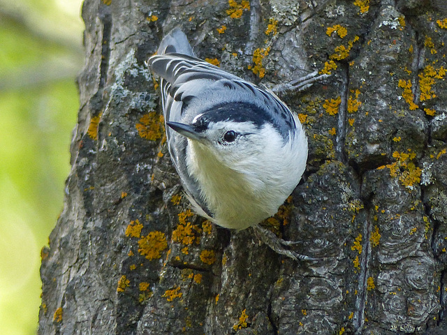 Typical pose of a White-breasted Nuthatch