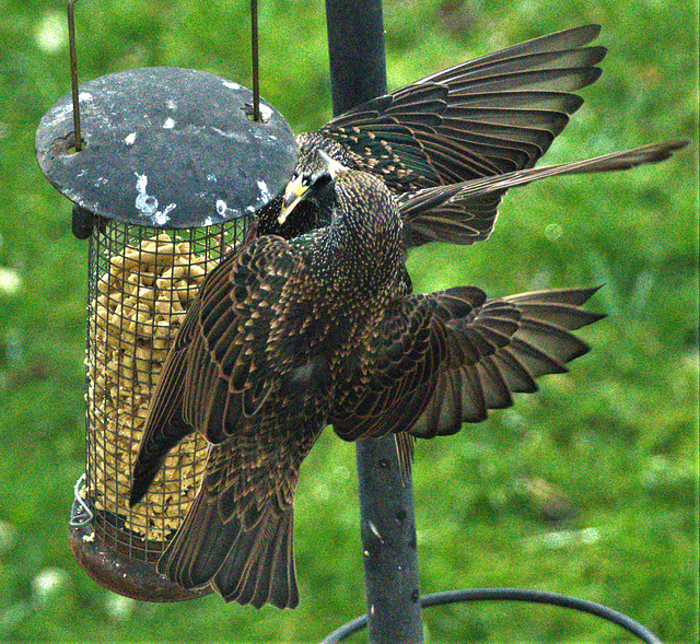 Starlings