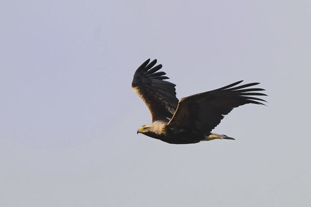 Kaiseradler - fliegt.