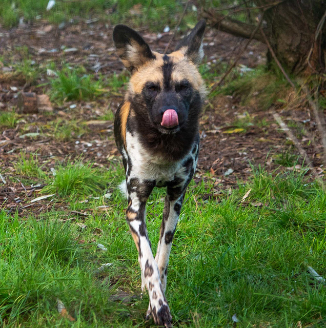 African painted dog