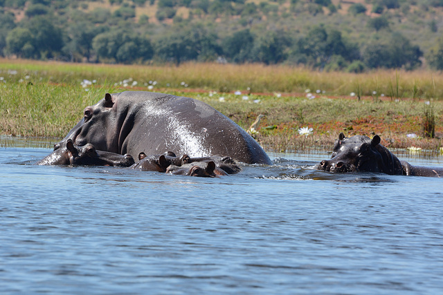 Botswana, A Family of Hippos on the River of Chobe