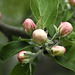 Our Apple Tree.