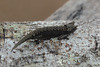 Madagascar, Chameleon of Brookesia Superciliaris in Réserve Peyrieras Exotic