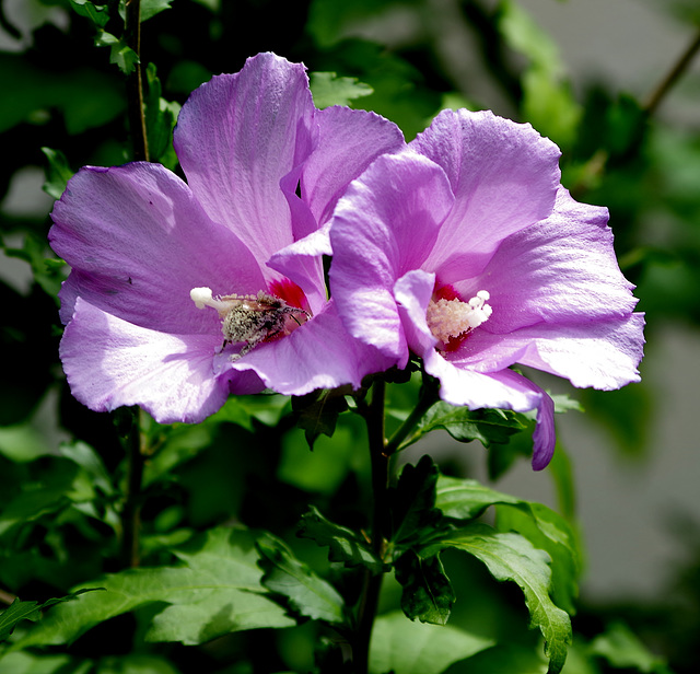 abeille dans les fleurs de l'hibiscus