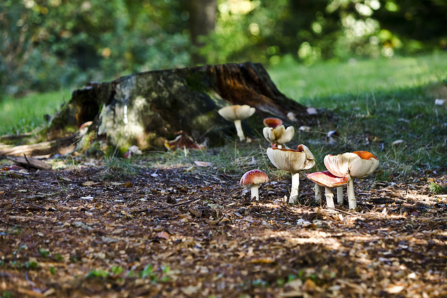 The family in the undergrowth autumn