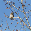 A distant Northern Pygmy-owl