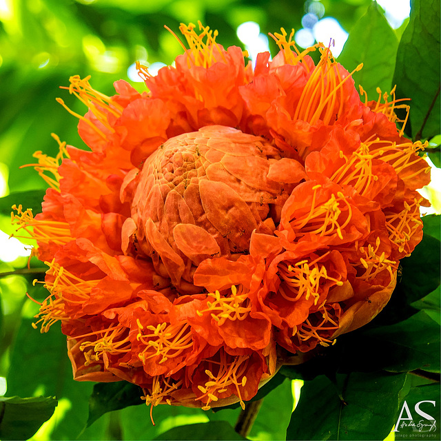 Brownea Kewensis (Fabaceae), Rose of Venezuela, Royal Botanic Gardens of Peradeniya, Kandyenezuela, Ro