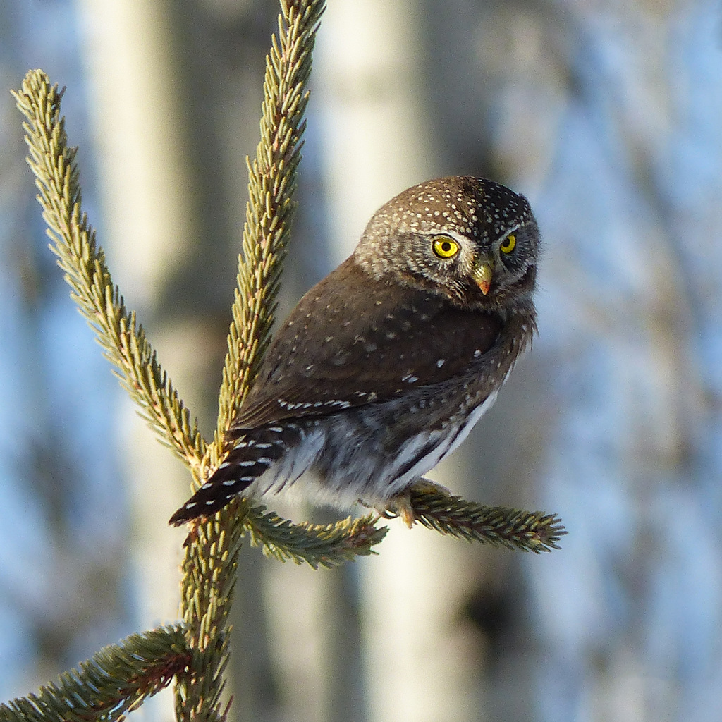 Northern Pygmy-owl