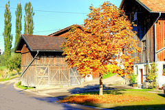 The leafy dress of the chestnut becomes a leaf rug. ©UdoSm