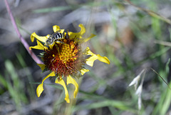 Gaillardia aristata, Canada  DSC4868