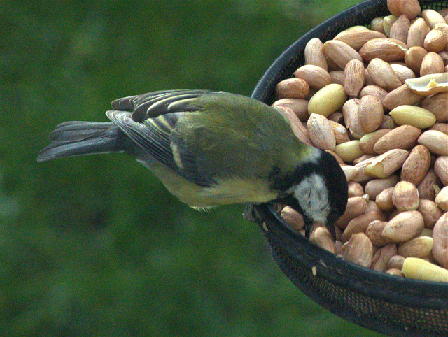 Great Tit