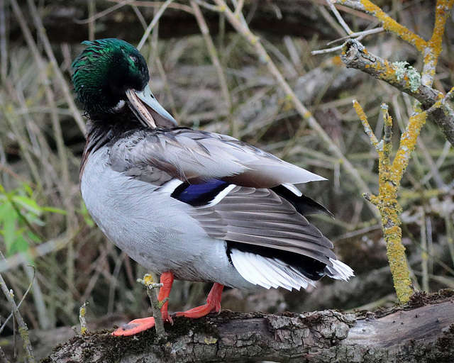 EOS 90D Peter Harriman 13 39 11 62530 mallard dpp