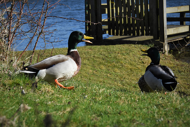 Duck conversations!! Duck conversations!!