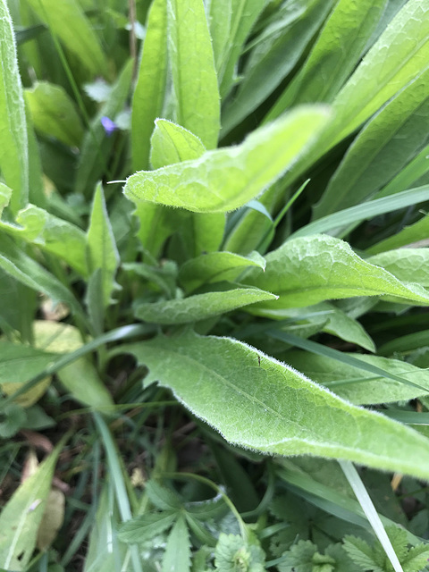 18 - Consoudre officinale (à vérifier)