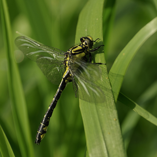 This year's #1: Gomphus vulgatissimus