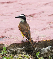 EF7A6370 Great Kiskadee-2