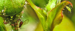 20240504 0072CPw [D~LIP] Große Rosenblattlaus (Macrosiphum rosae), BS