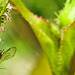 20240504 0072CPw [D~LIP] Große Rosenblattlaus (Macrosiphum rosae), BS