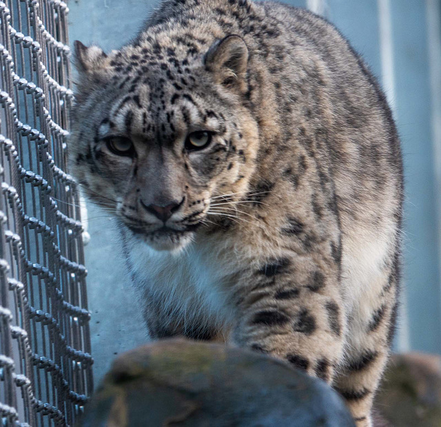 Snow leopard