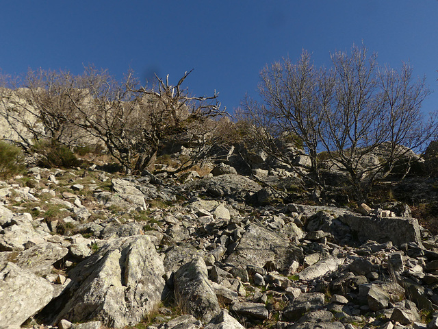 20241220 Col del'Asclier (Cévennes) (11)