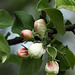 Our Apple Tree.