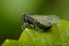 Planthopper