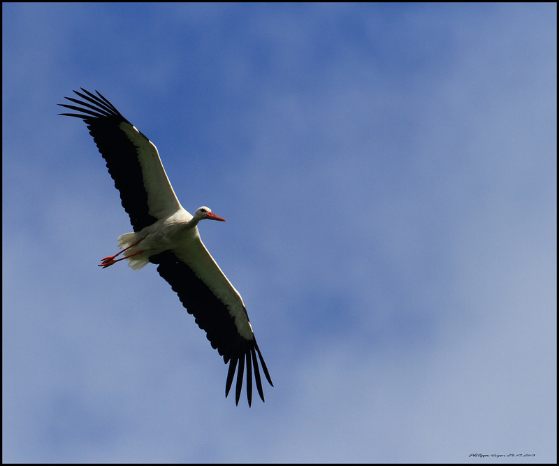 CIGOGNE BLANCHE