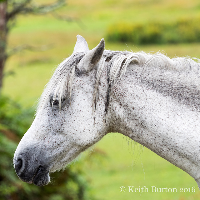 New Forest Pony